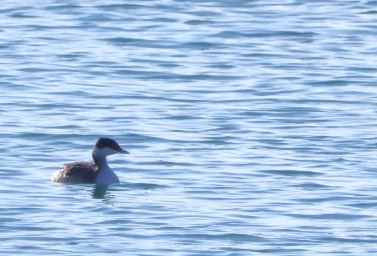 Красношейная поганка - ML645654894