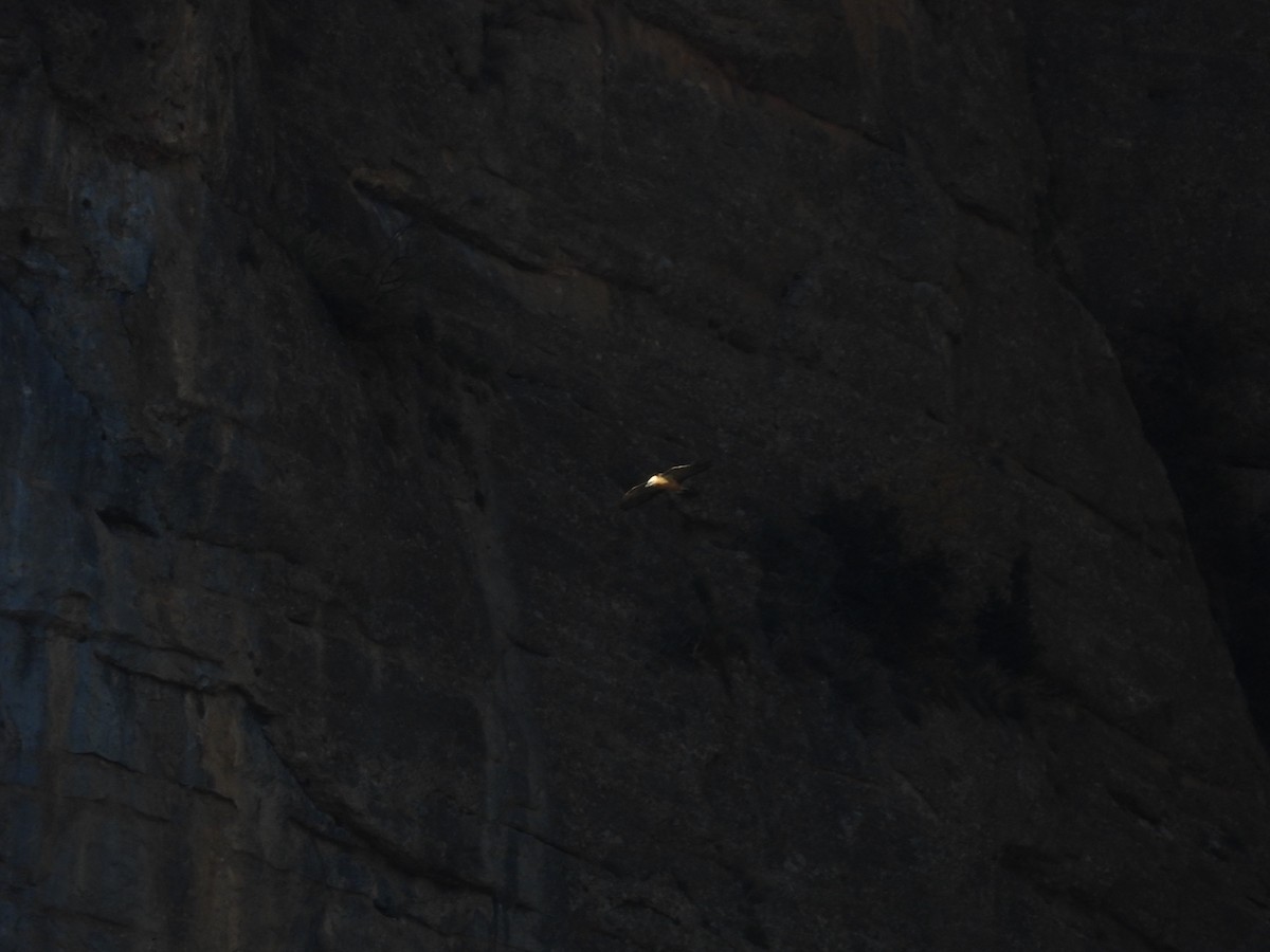 orlosup bradatý - ML645654898