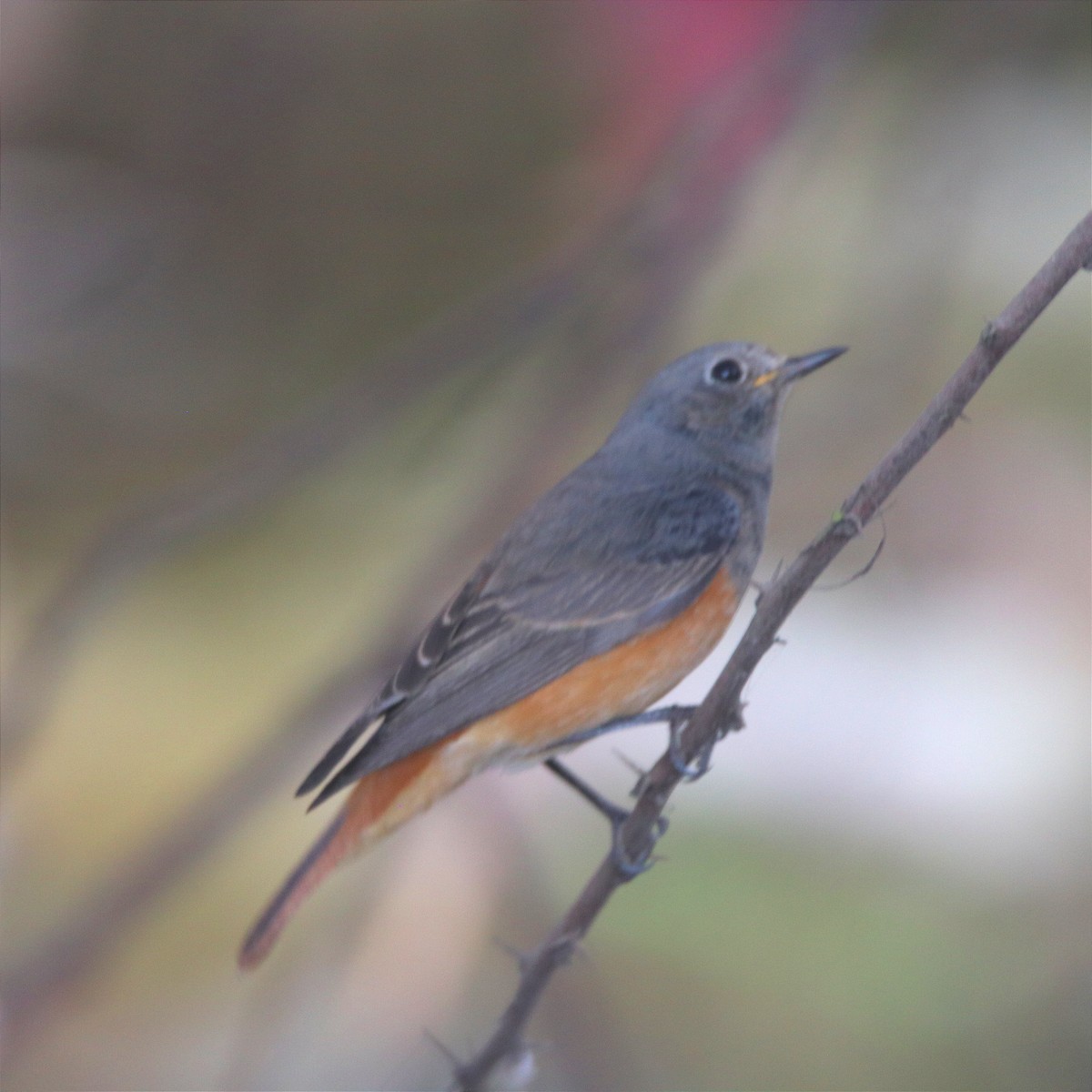 赭紅尾鴝 - ML645654899