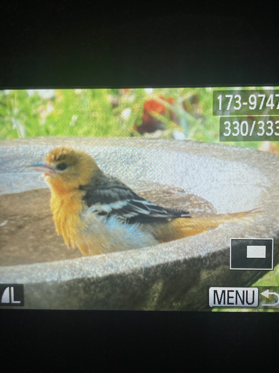 Baltimore Oriole - ML645654905