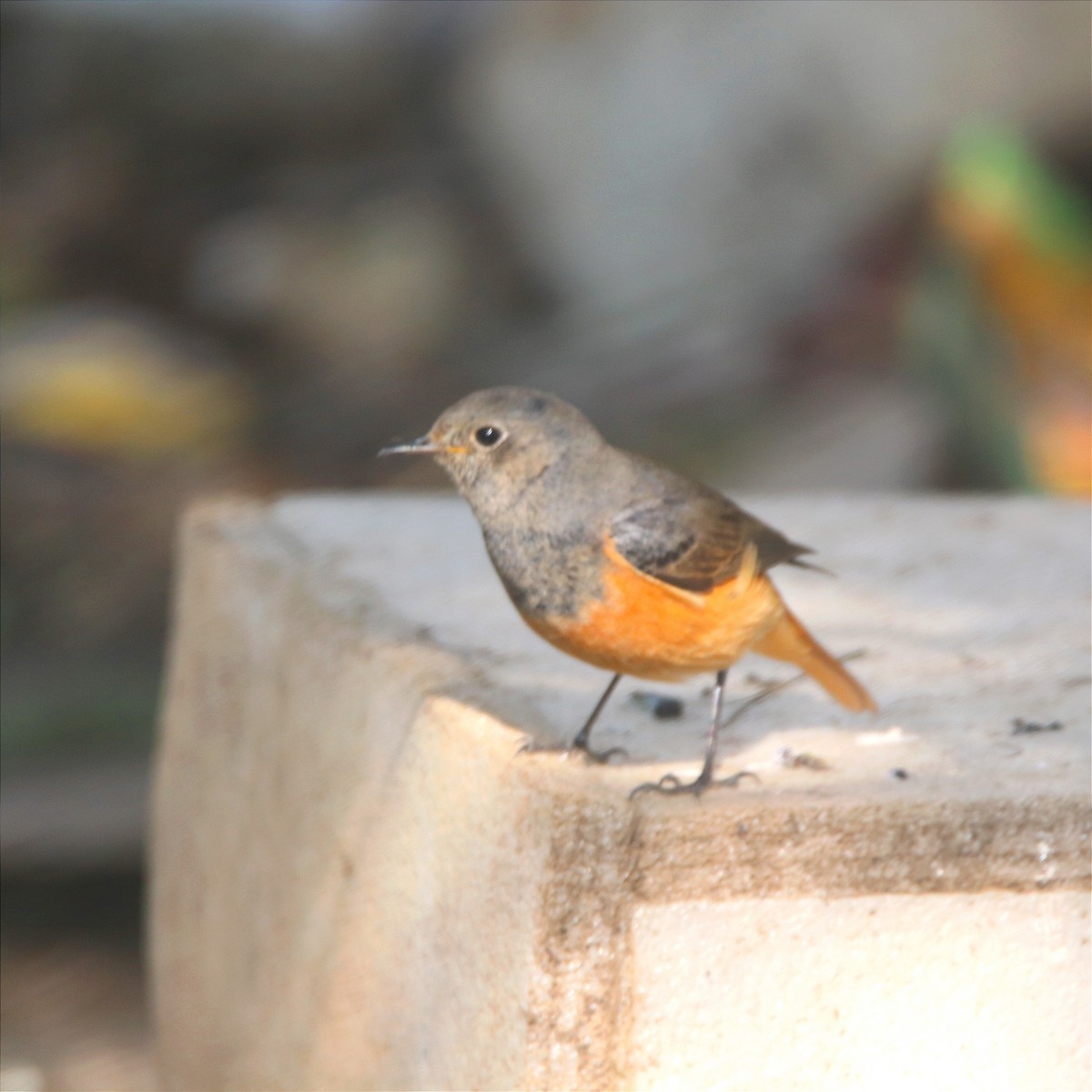 赭紅尾鴝 - ML645654914