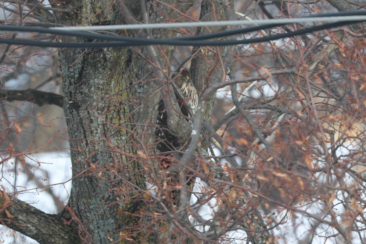 Cooper's Hawk - ML645654916