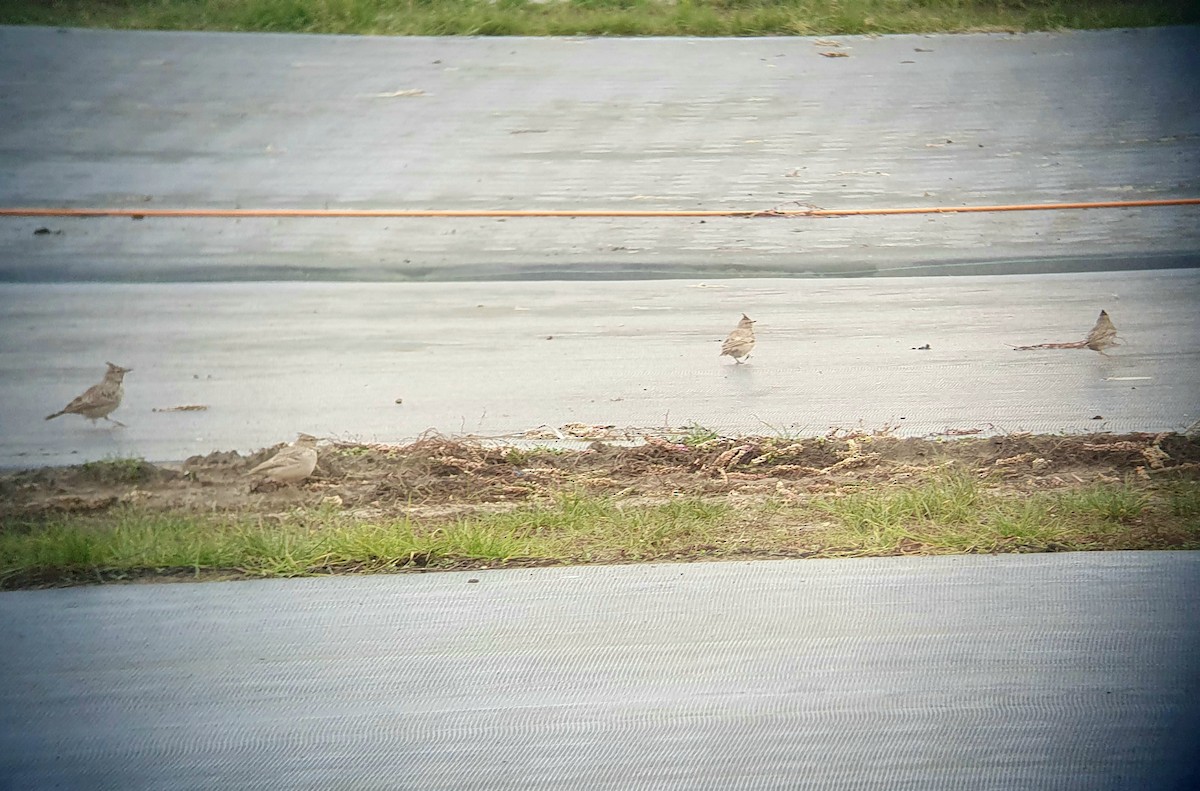 Crested Lark - ML645654920