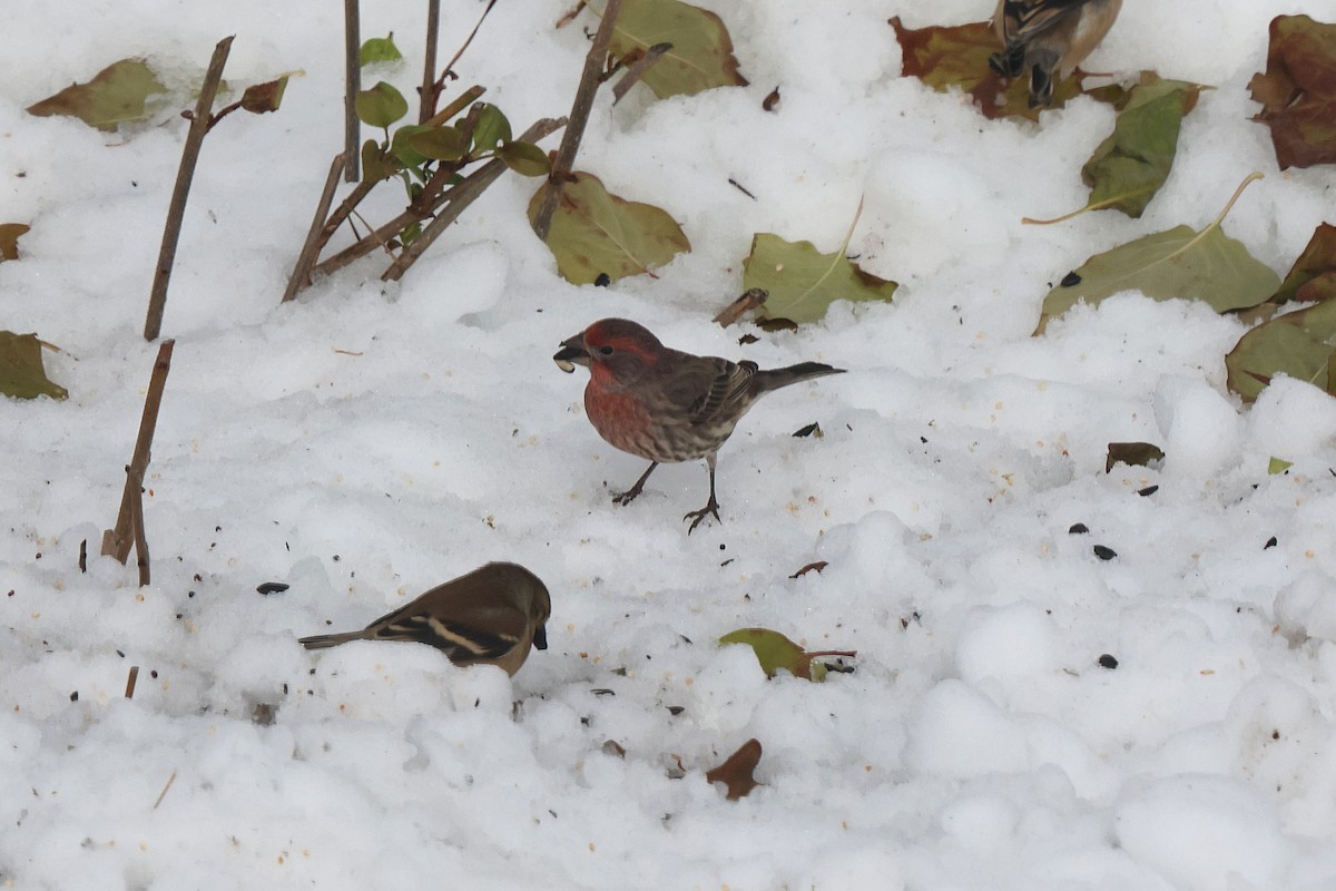 House Finch - ML645654933