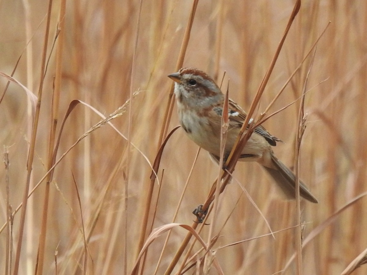 Пасовник північний - ML645654940