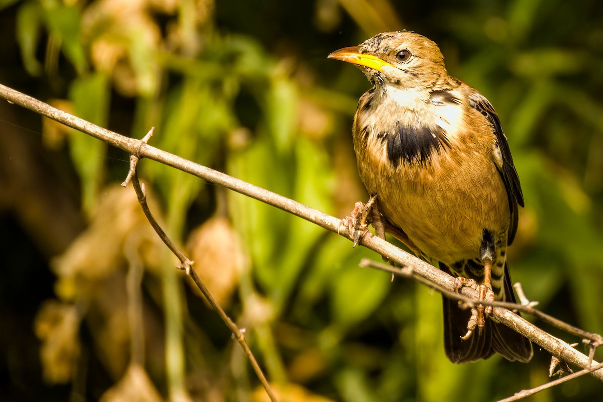 Rosy Starling - ML645654958