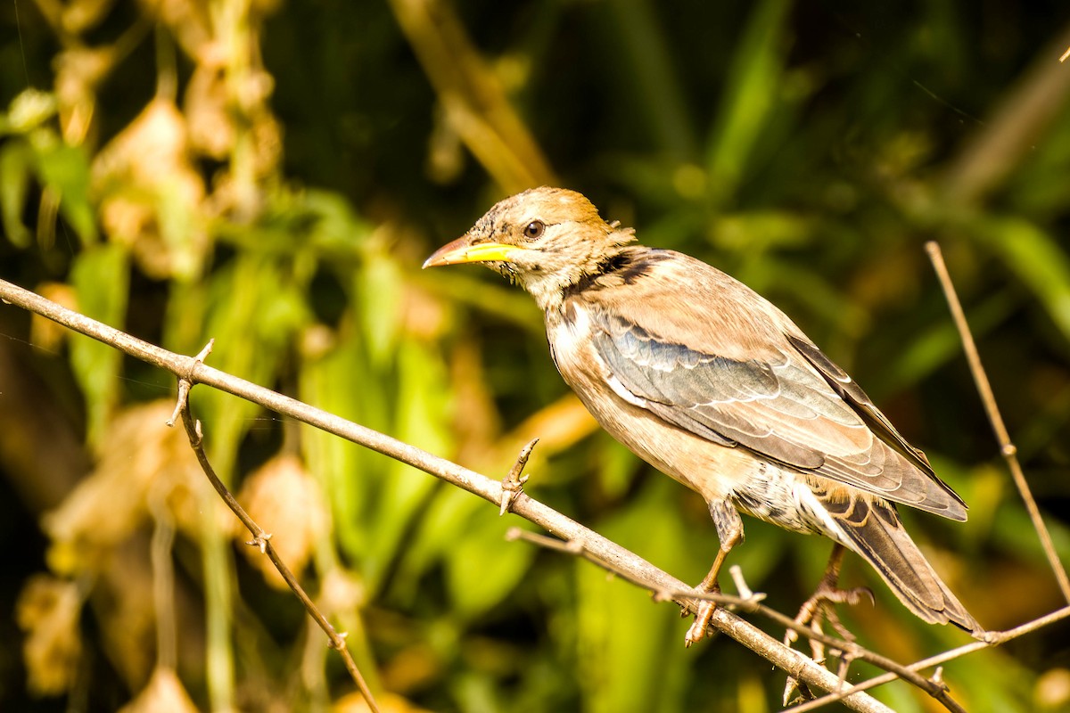 Rosy Starling - ML645654959