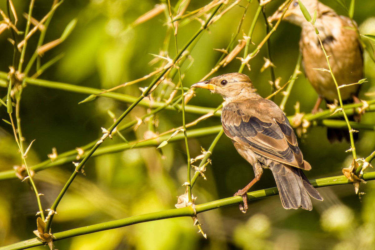 Rosy Starling - ML645654977