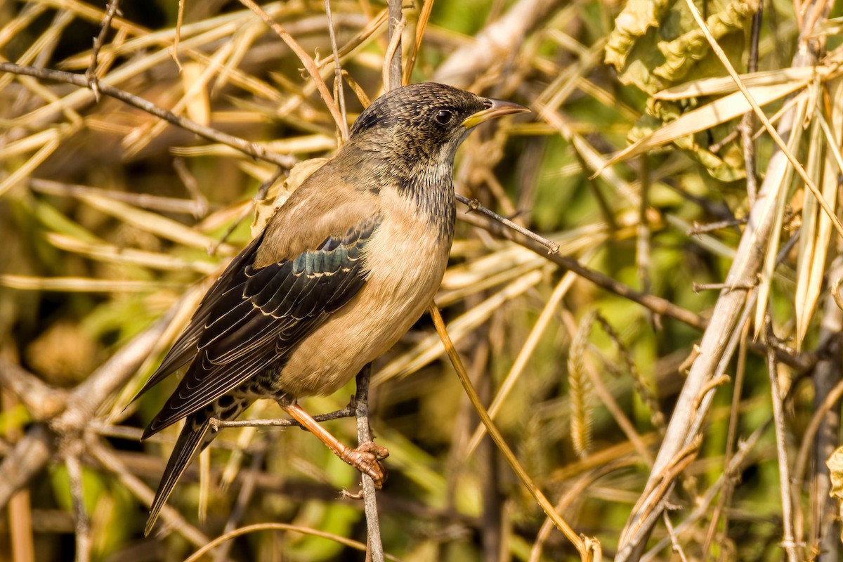 Rosy Starling - ML645654978