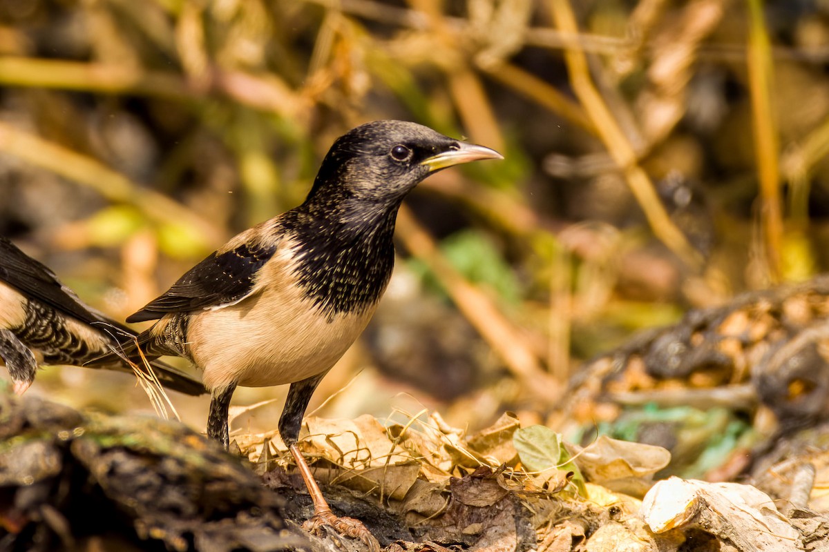 Rosy Starling - ML645654979