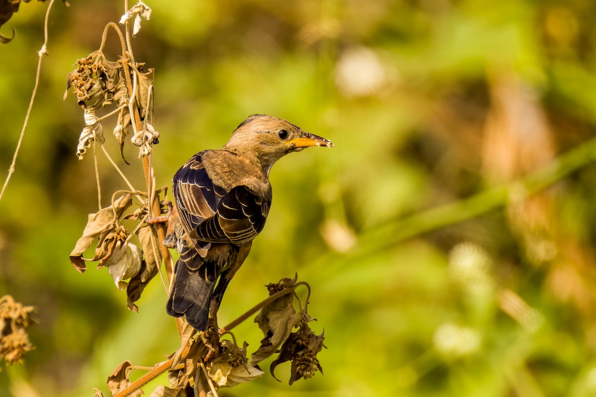 Rosy Starling - ML645654980
