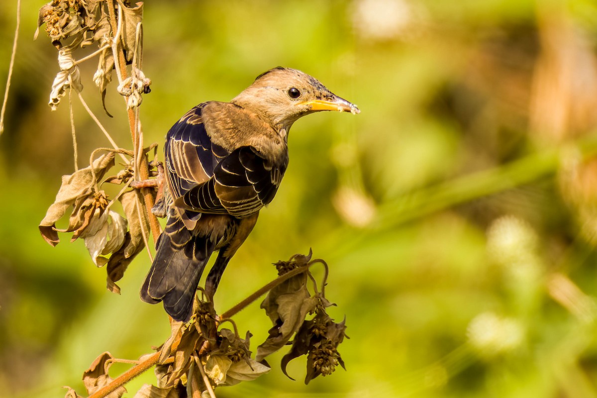 Rosy Starling - ML645654981