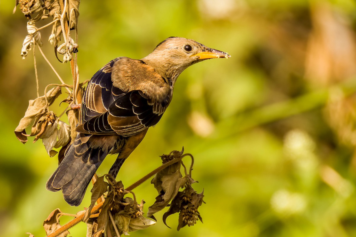 Rosy Starling - ML645654982