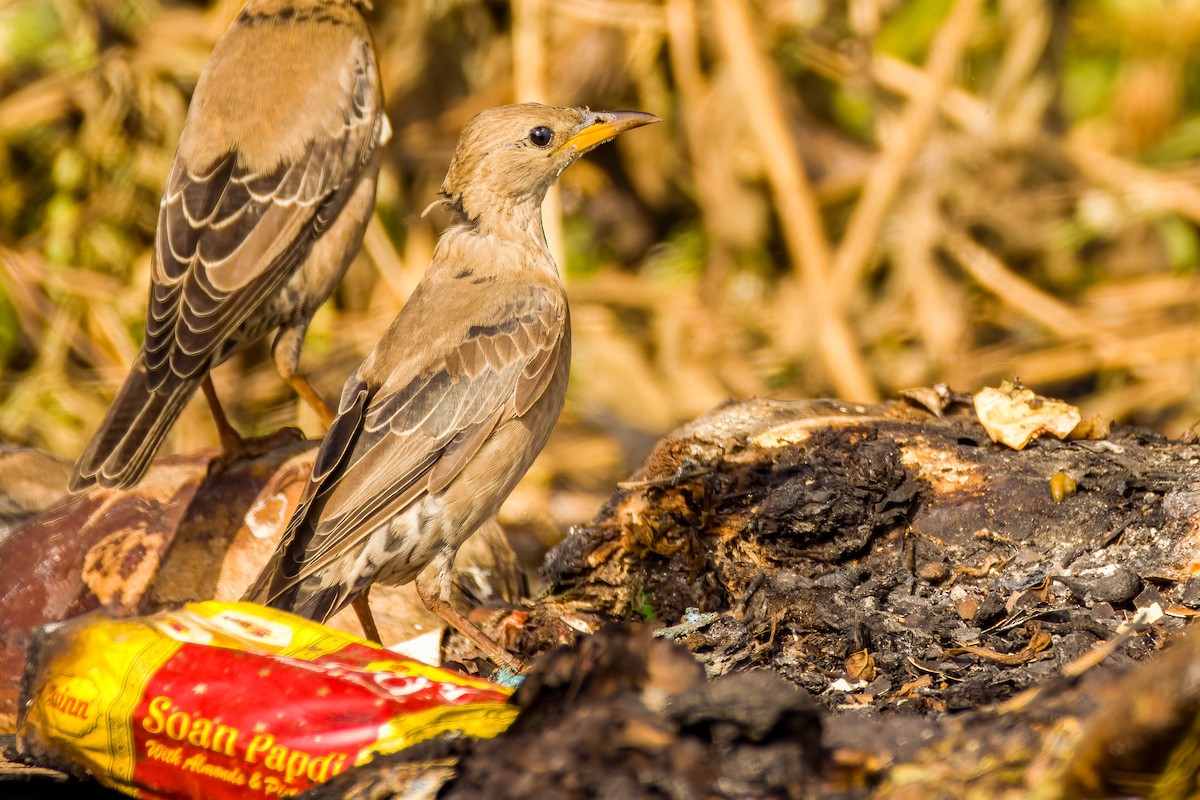 Rosy Starling - ML645654983