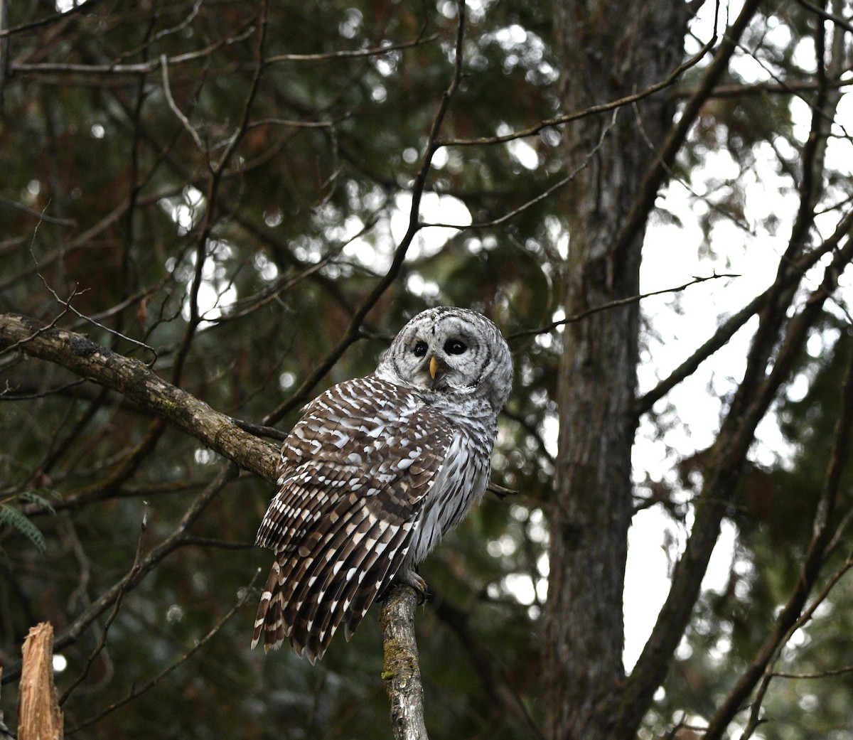 Barred Owl - ML645654986
