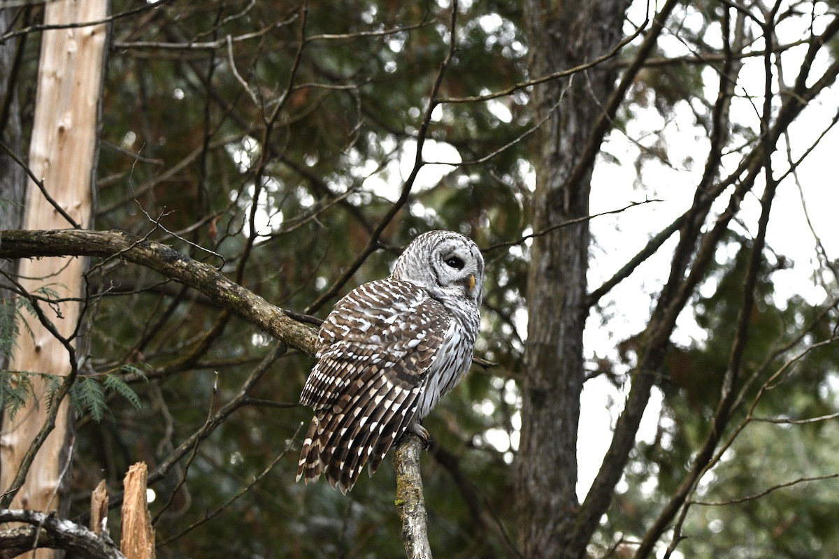 Barred Owl - ML645654987