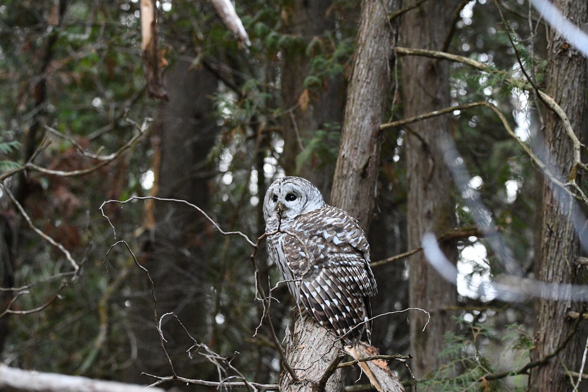 Barred Owl - ML645654989