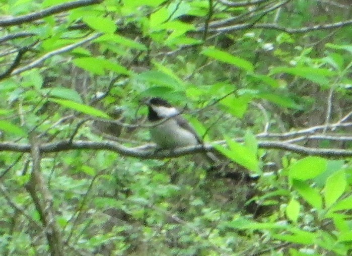 Carolina Chickadee - ML645654990