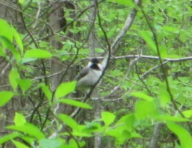Carolina Chickadee - ML645654991