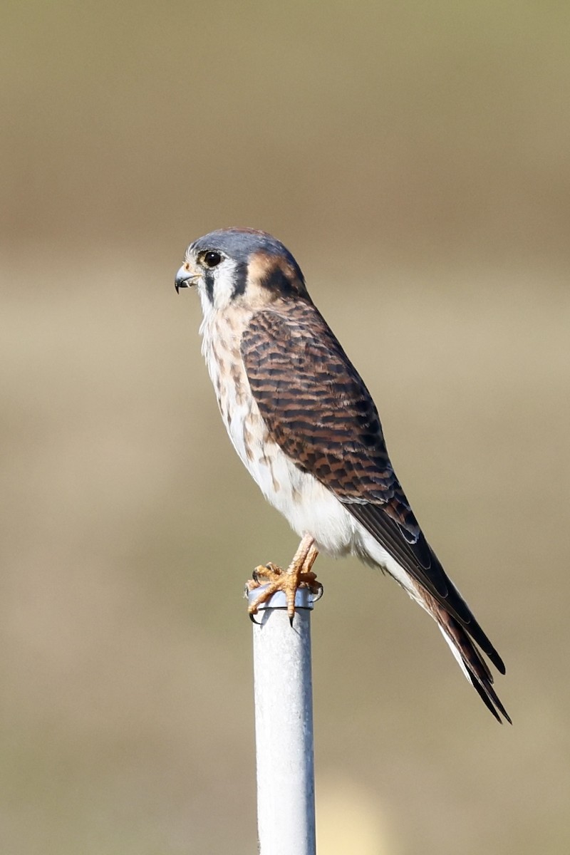 American Kestrel - ML645654992