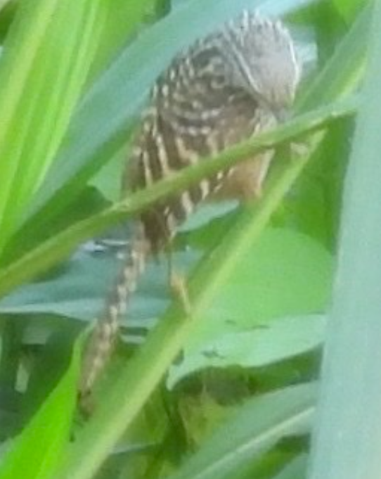 Band-backed Wren - ML645654993