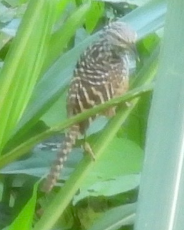 Band-backed Wren - ML645654994