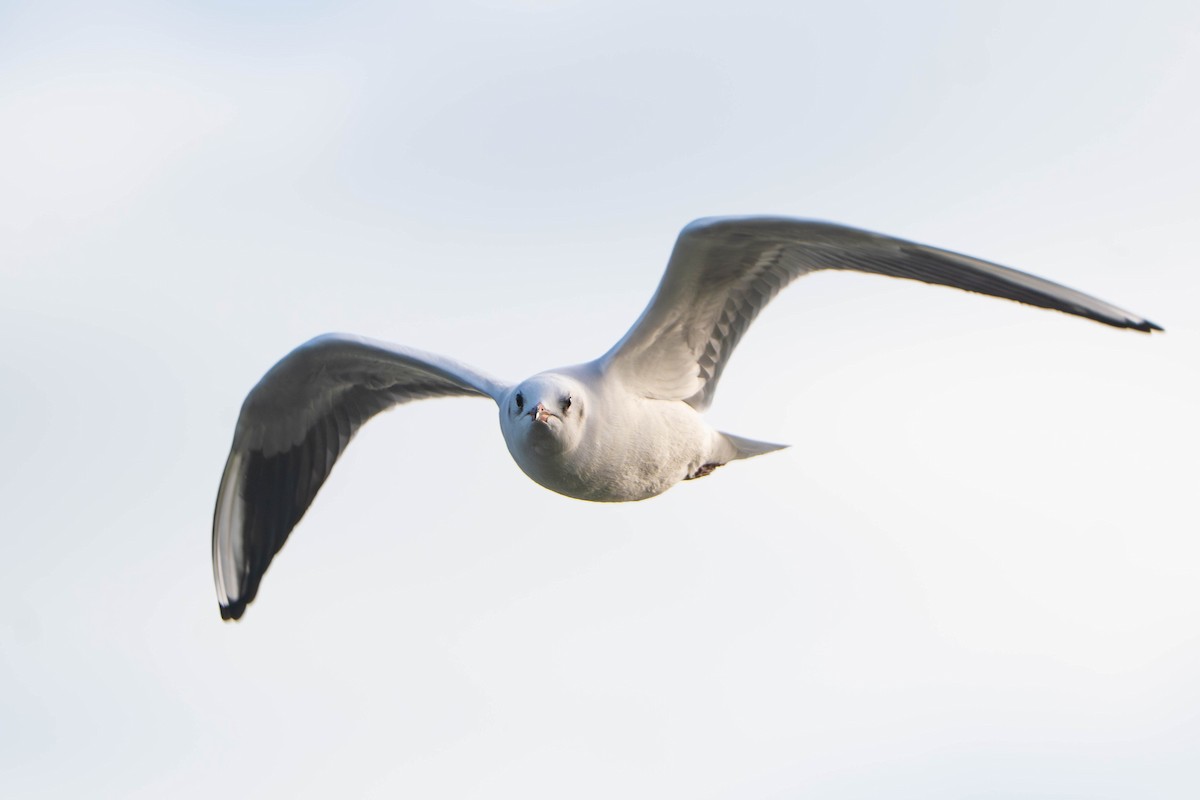 Black-headed Gull - ML645654995