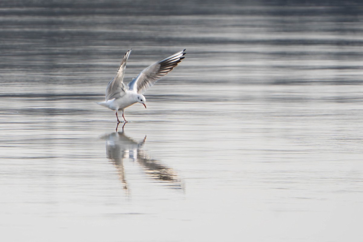 Black-headed Gull - ML645654996