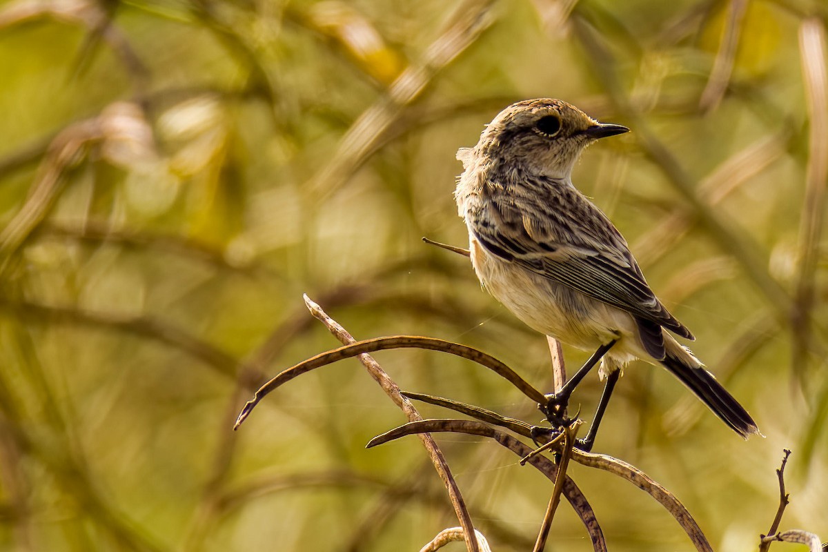 Siberian Stonechat - ML645654998