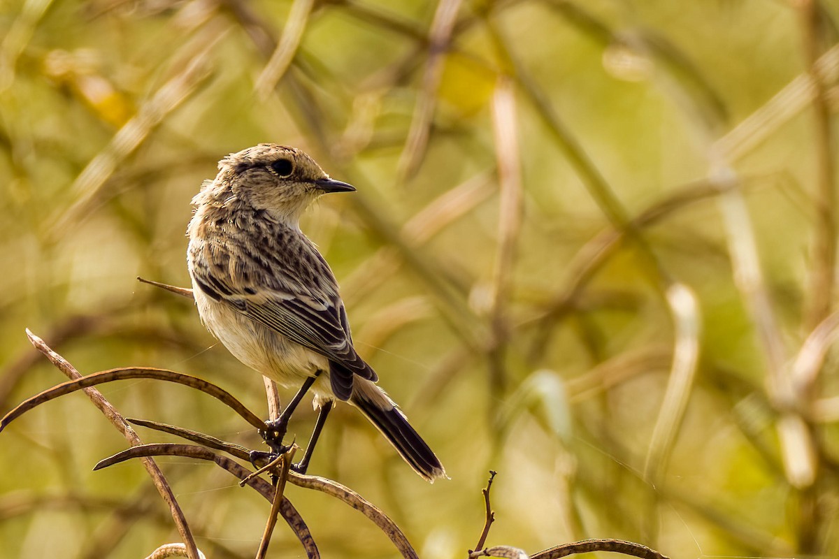 Siberian Stonechat - ML645654999