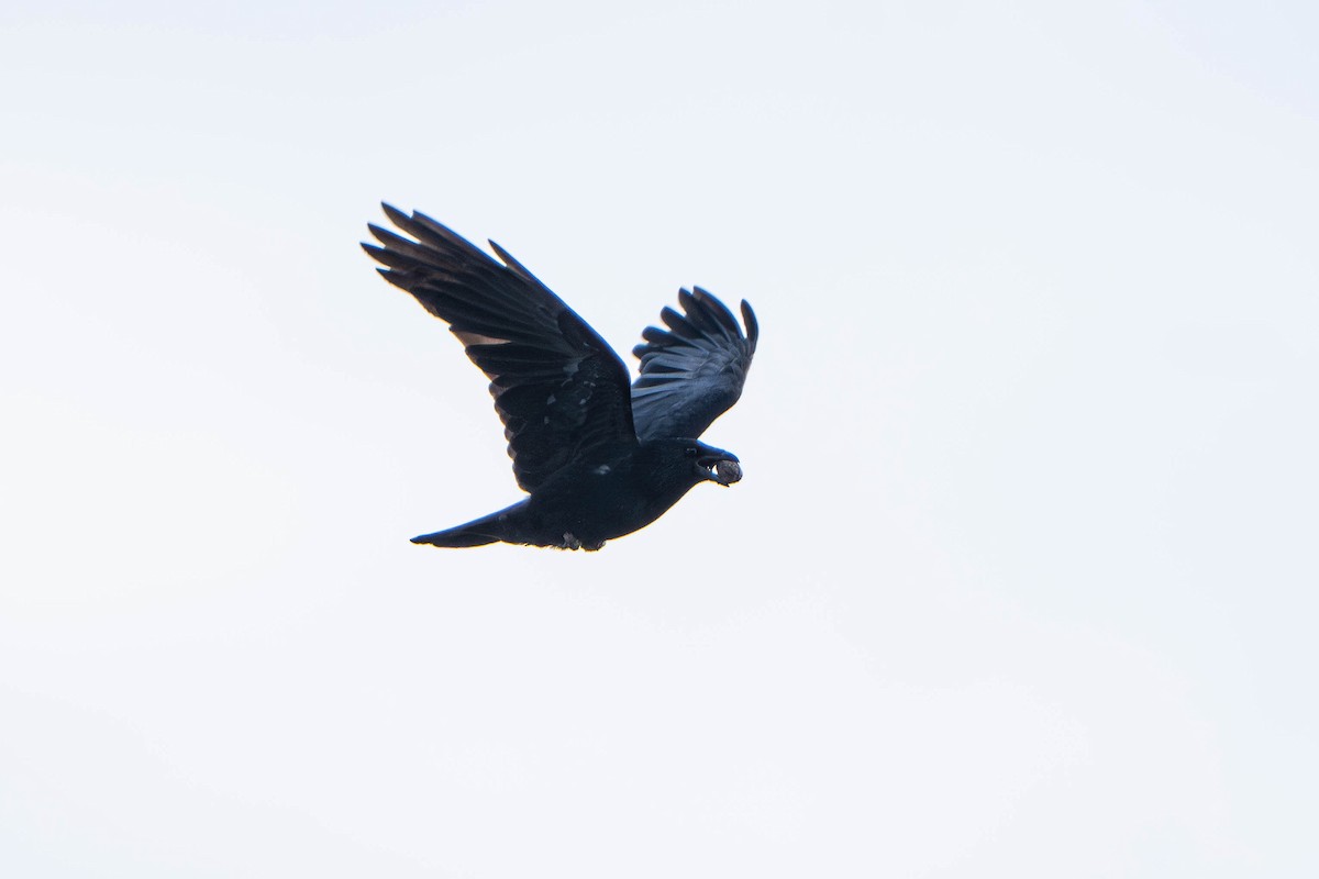 Carrion Crow - ML645655000