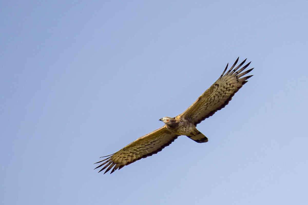 Oriental Honey-buzzard - ML645655005
