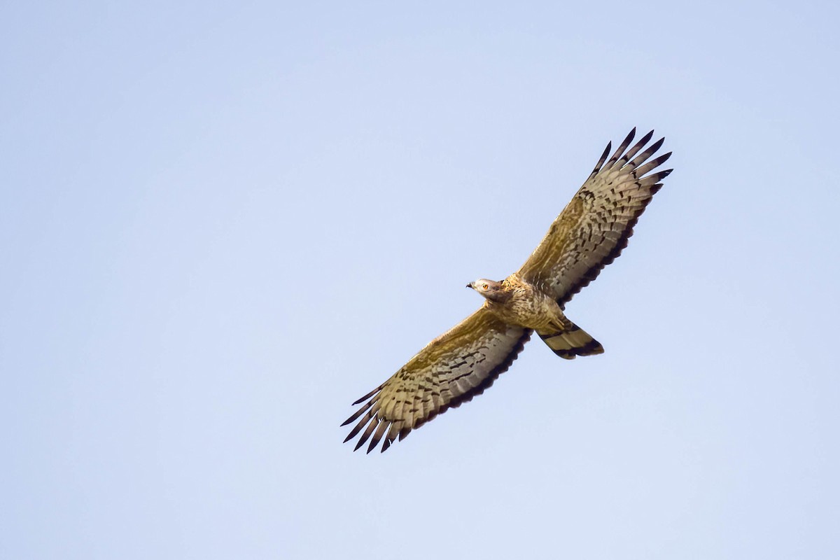 Oriental Honey-buzzard - ML645655006