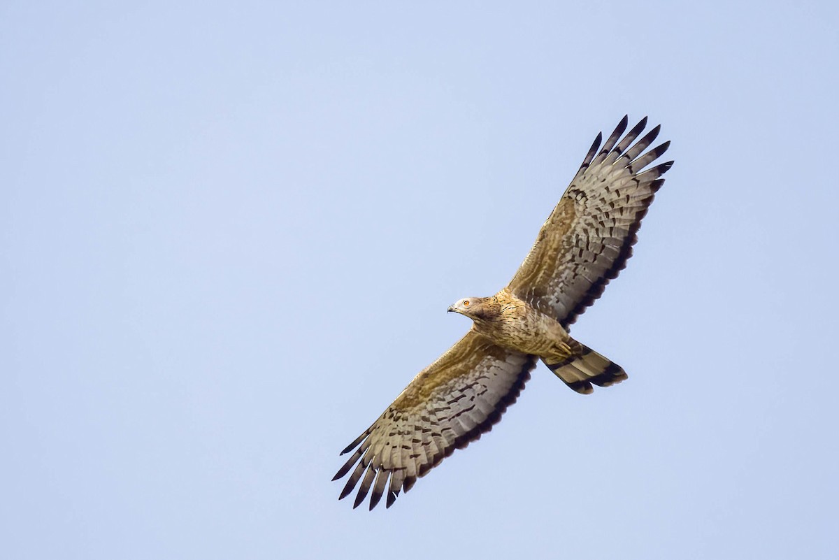 Oriental Honey-buzzard - ML645655007