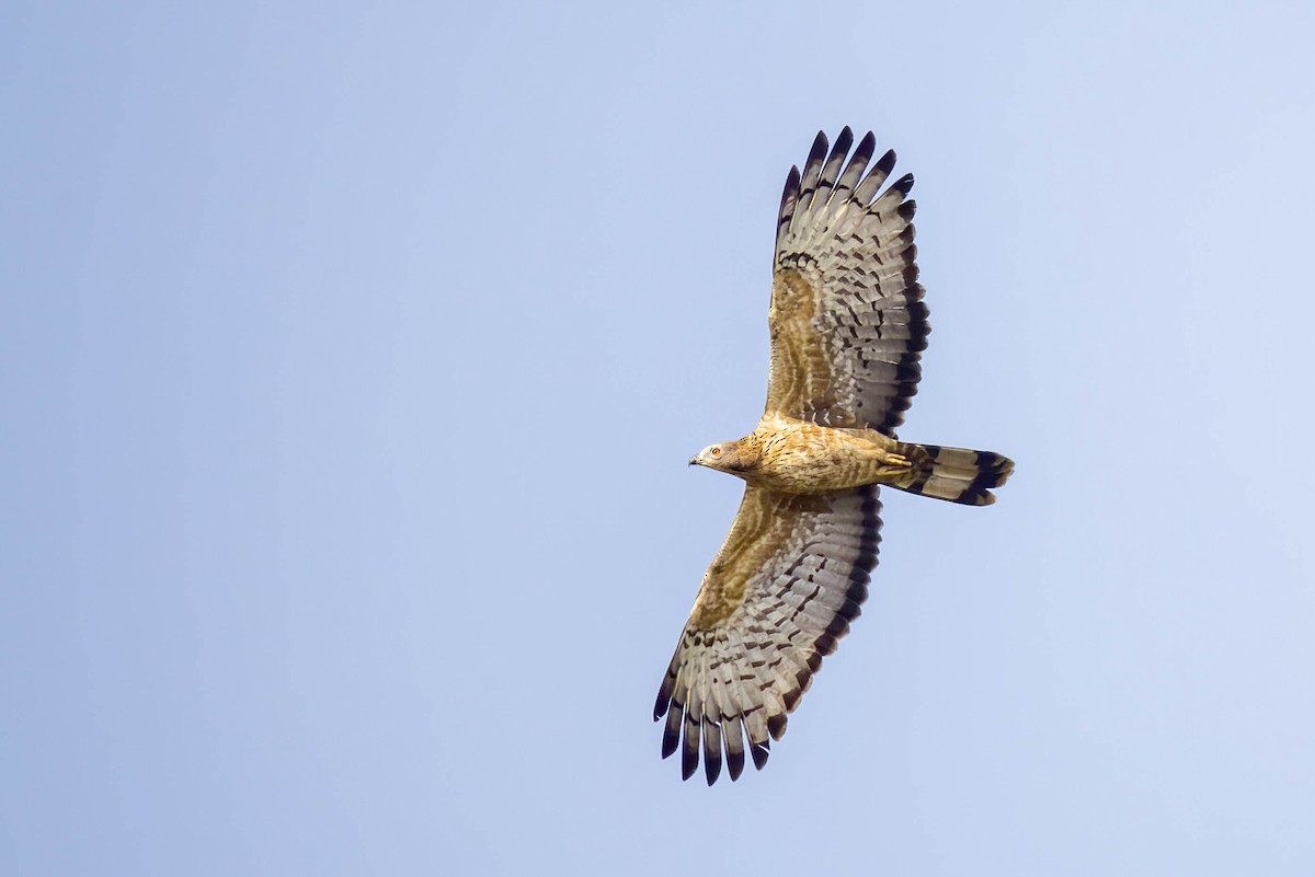 Oriental Honey-buzzard - ML645655008