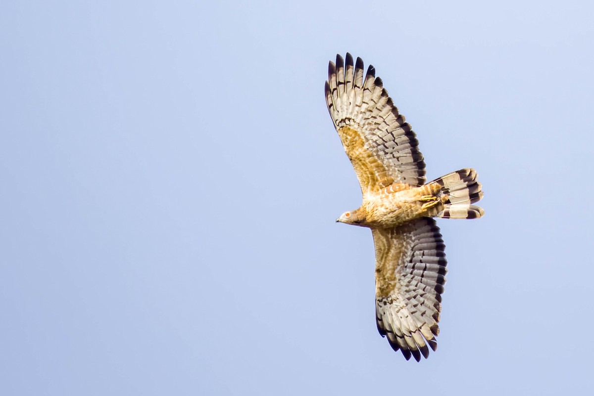 Oriental Honey-buzzard - ML645655009