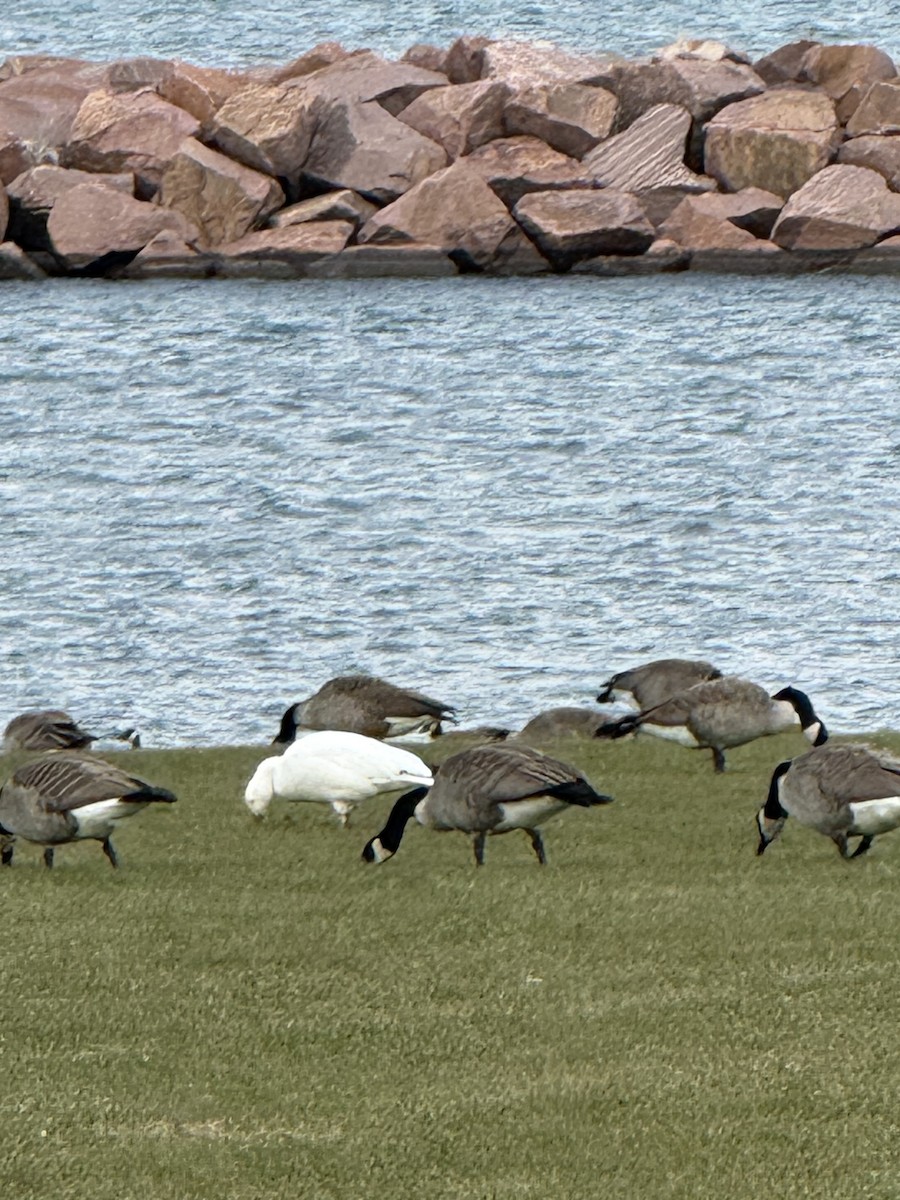 Snow Goose - ML645655010