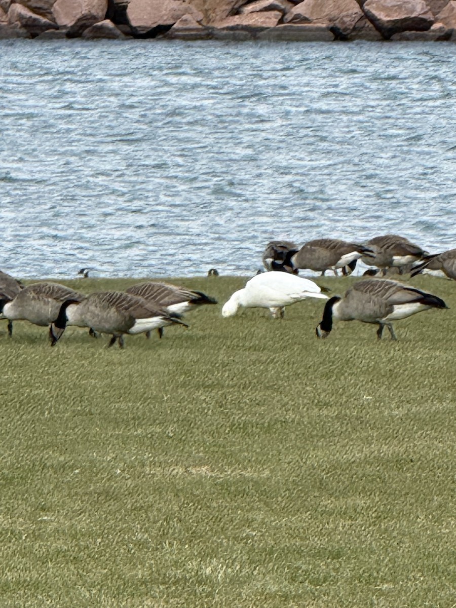 Snow Goose - ML645655011