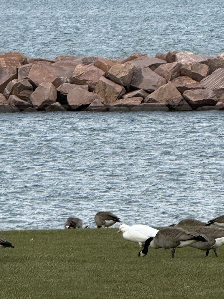 Snow Goose - ML645655012