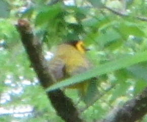 Hooded Warbler - ML645655013