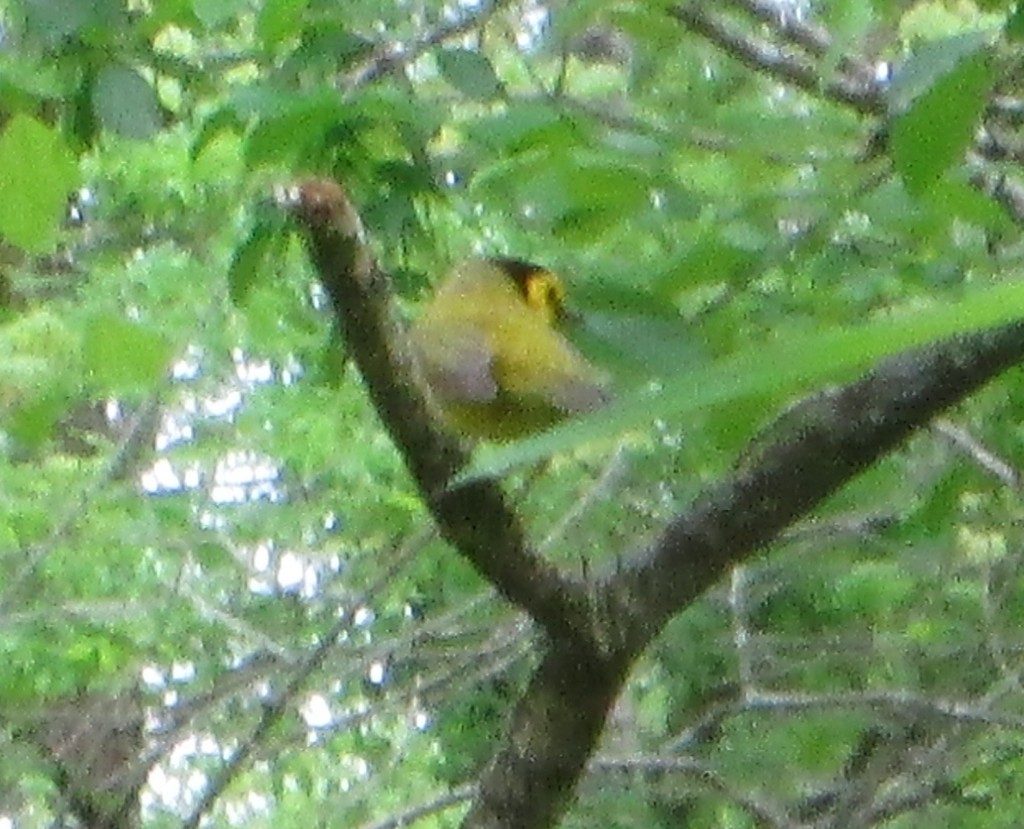 Hooded Warbler - ML645655014