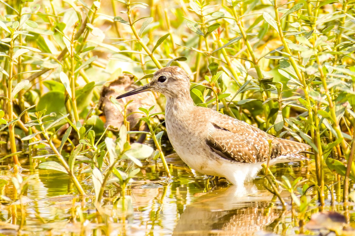 vodouš bahenní - ML645655030