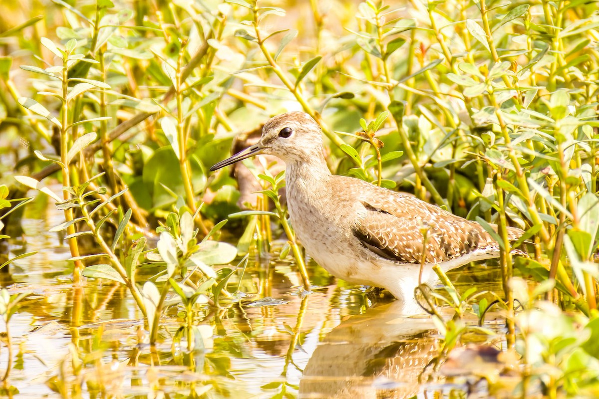 vodouš bahenní - ML645655031