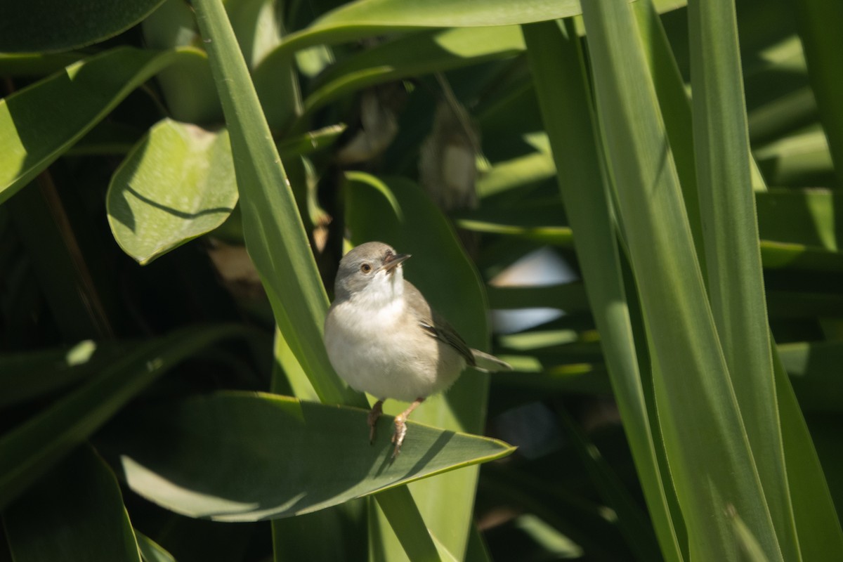 Sardinian Warbler - ML645655034