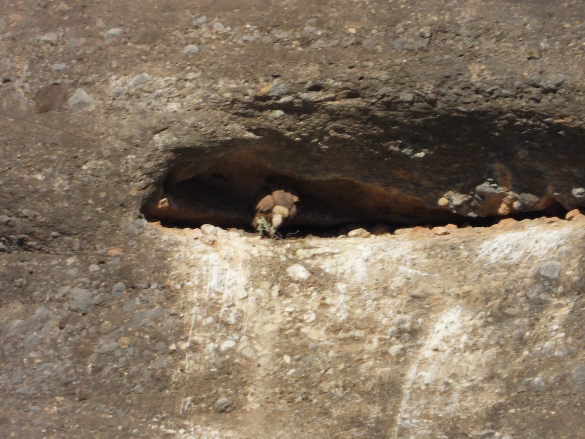 Eurasian Griffon - ML645655040