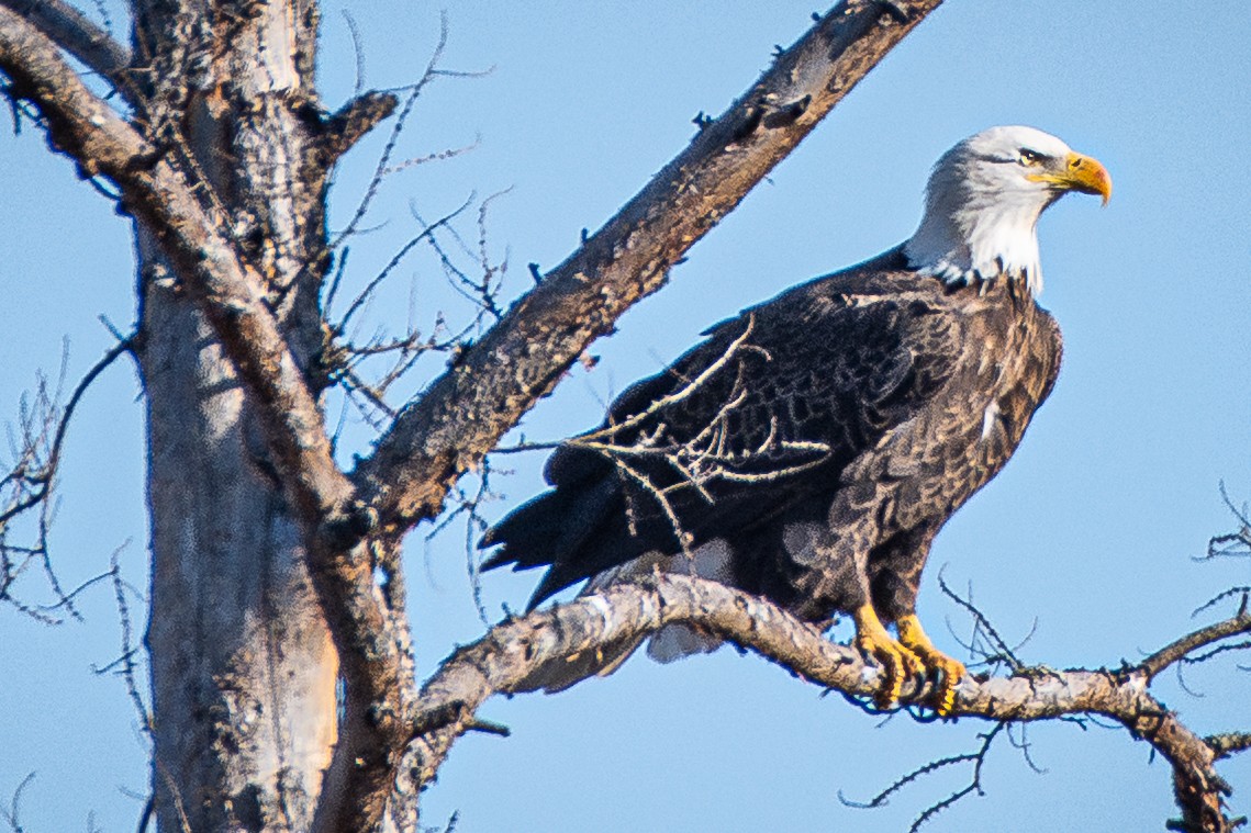 Bald Eagle - ML645655044
