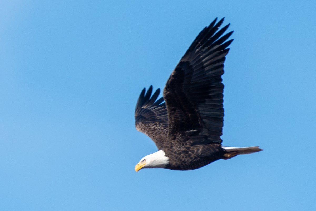 Bald Eagle - ML645655045