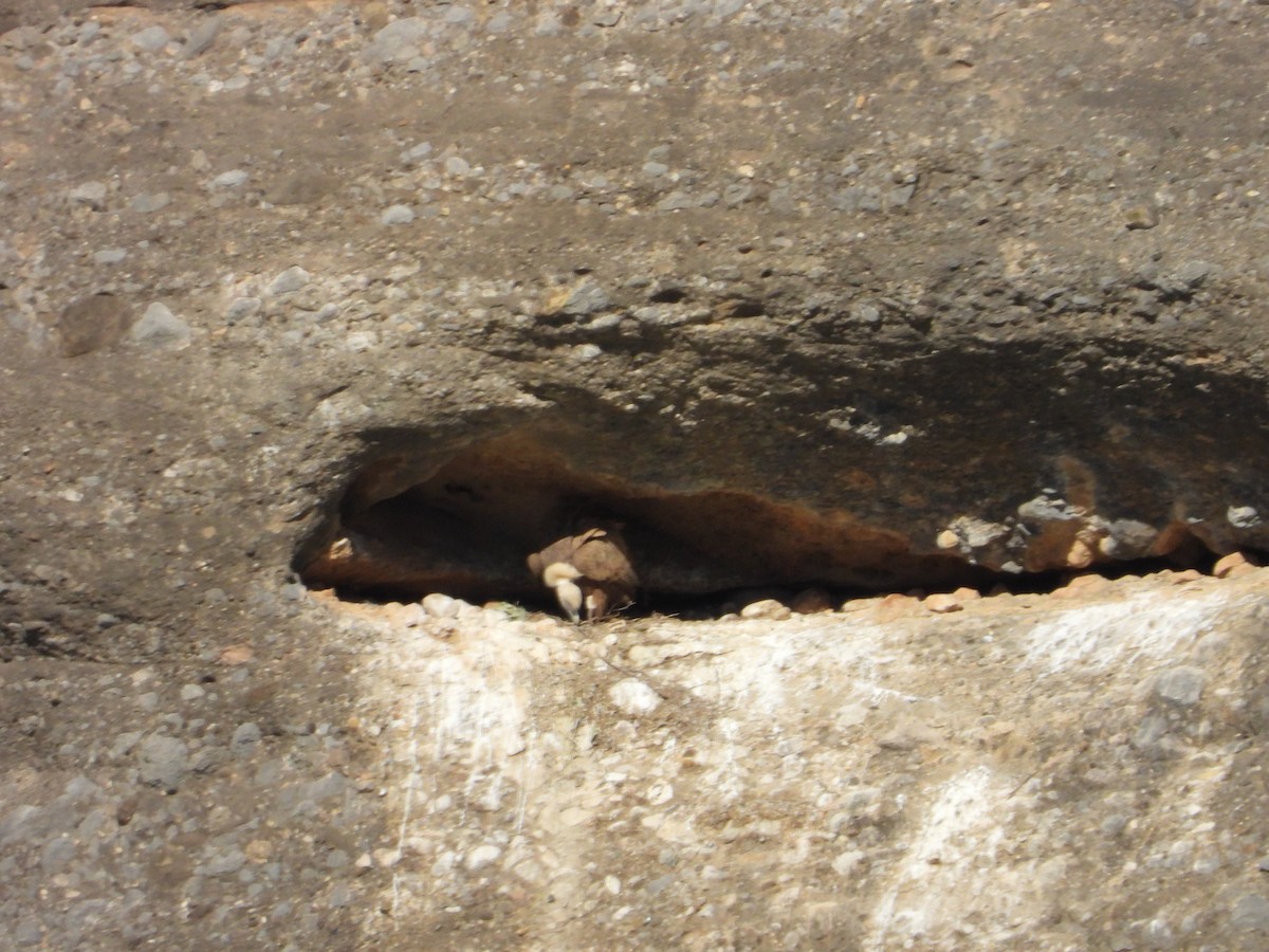 Eurasian Griffon - ML645655048