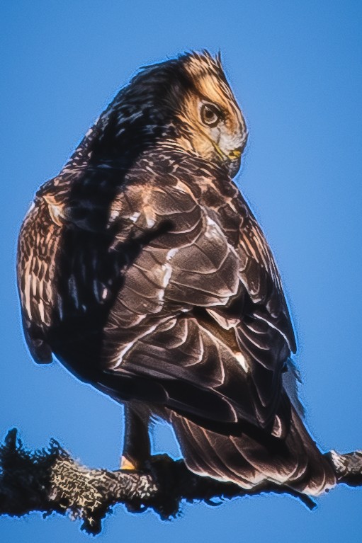 Rough-legged Hawk - ML645655058