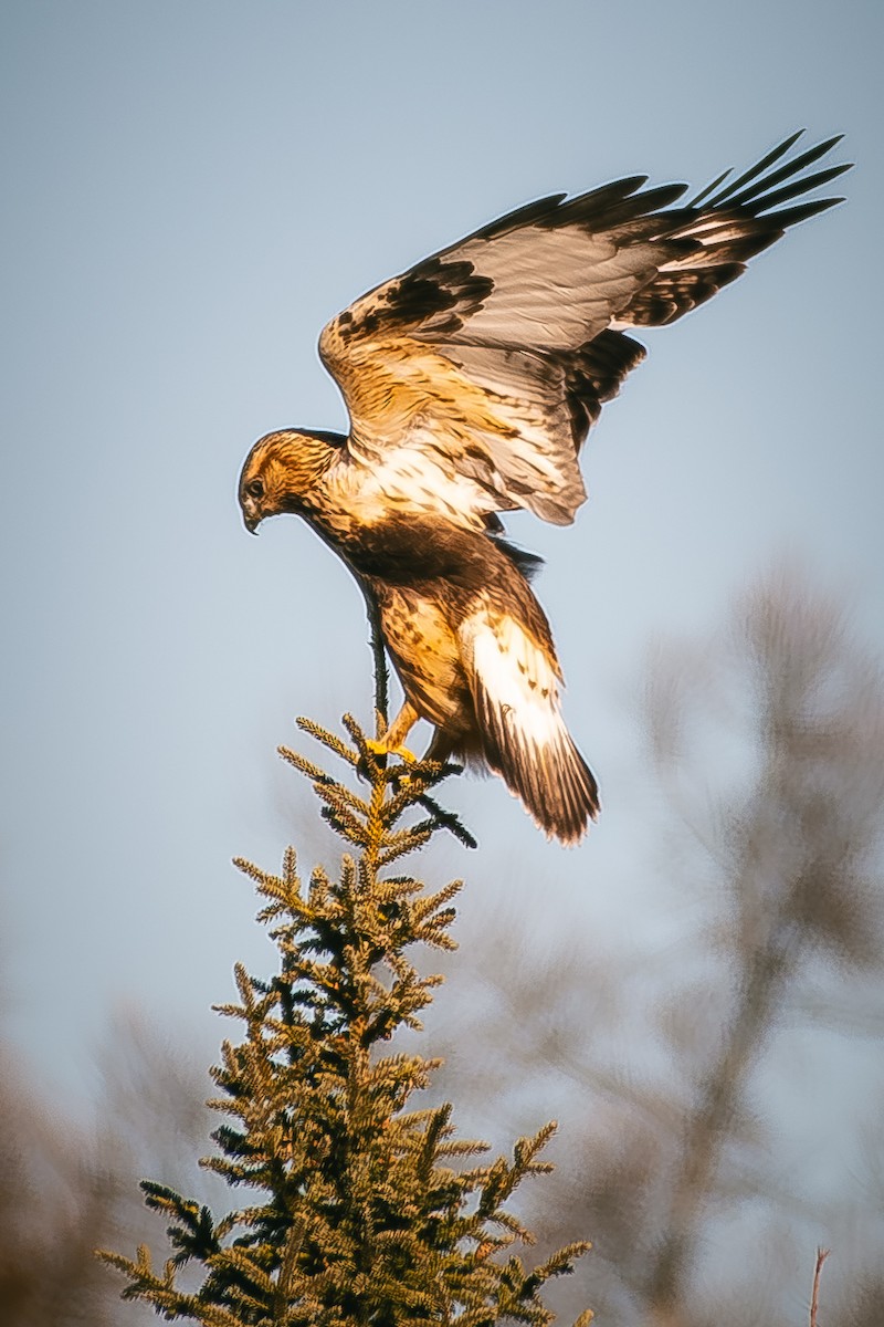 Rough-legged Hawk - ML645655059